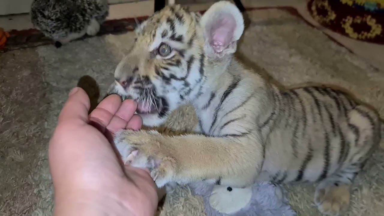 Тигренок Камри играет, новости по  леопарду и пуме/Camry Tiger Cub Plays, Leopard And Cougar News