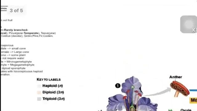 Diversity among plants Quick revision (1st year biology chapter # 8) смотреть онлайн