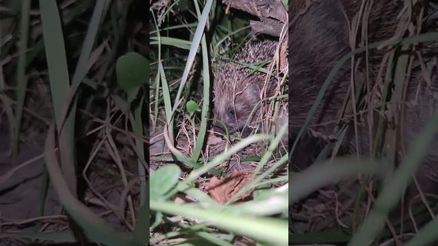 Хищник ёж или ёж и перепелиная нога 4к смотреть онлайн