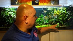 #aquascaping #Акваскейпинг. #Акваскейп.  Аквариум на 200 литров. Без удобрений, СО2, на песке.