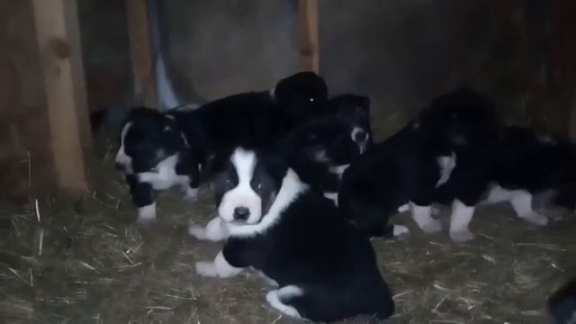 Puppies of CAS for sale!/Щенки САО 2021 год! смотреть онлайн