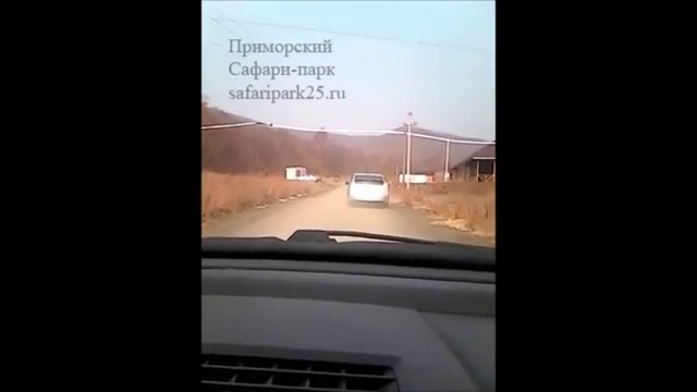 Приморский Сафари-парк побил рекорд посещаемости благодаря смотреть онлайн