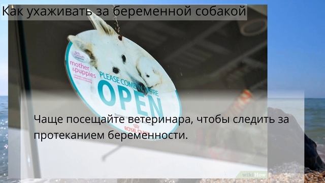 Как ухаживать за беременной собакой смотреть онлайн