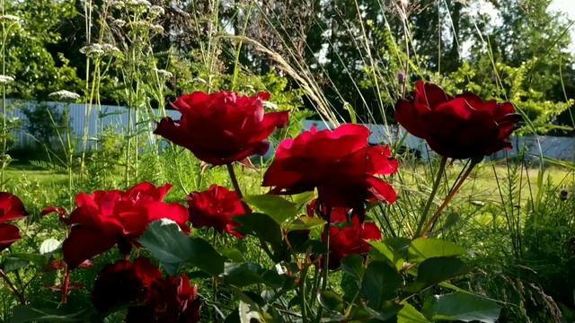 Песни птиц. Звуки природы.