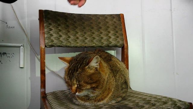 28.05.2020г. и снова Камышовый кот ВАСИЛИЙ 😻😂 смотреть онлайн