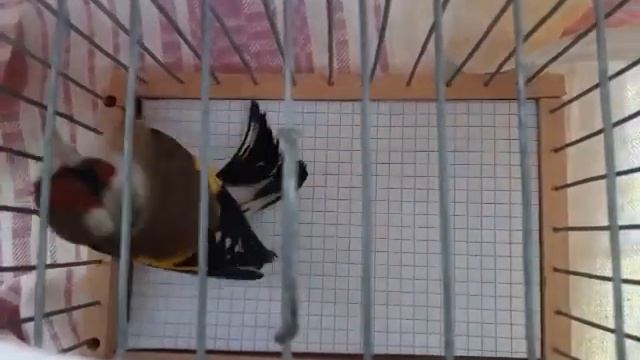 Необычный щегол (черноголовый ). смотреть онлайн