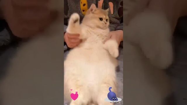 Классно кошечка танцует