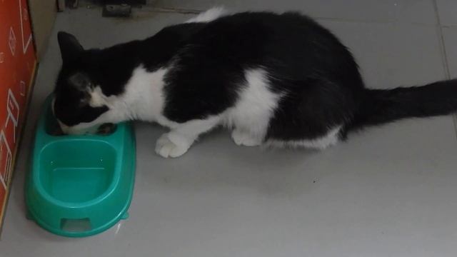 Дикий кот Васька кушает свой Вискас в магазине "Радеж". смотреть онлайн