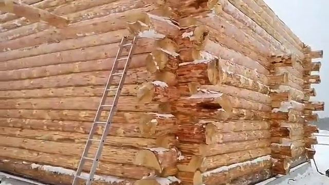 Завершается монтаж шикарного сруба! Дикая рубка, 9.5х9.5 смотреть онлайн