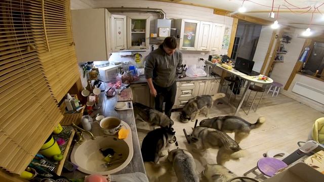 Полное доминирование над 7ю Хаски )) смотреть онлайн