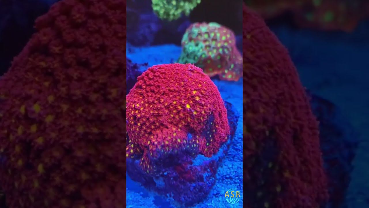 Goniopora garden. смотреть онлайн
