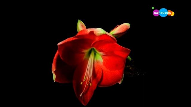 Видимое Невидимое. Эфир от 18.03.2020. КАК РАСПУСКАЮТСЯ ЦВЕТЫ. смотреть онлайн