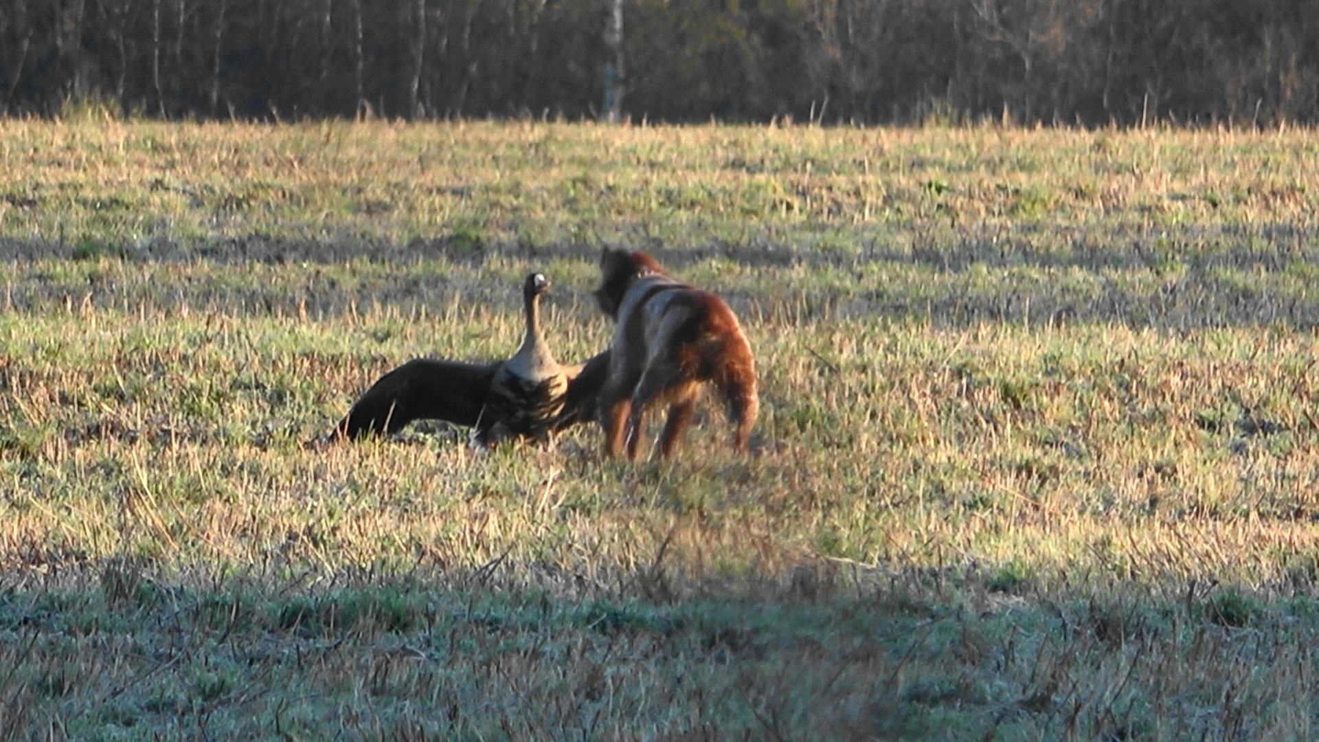 Охота на гуся с Кетнером #23.1 \ Бретон в лучах славы смотреть онлайн