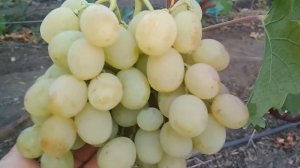 Виноград  Тянь- Шань .