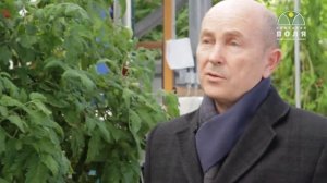 Урожай томатов  в зимней промышленной теплице Часть 2