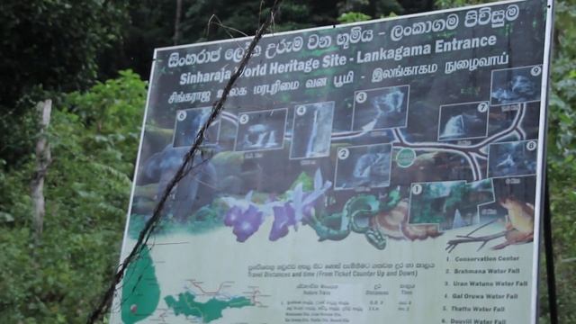 Exploring the Truth of Sinharaja Deforestation #Sinharaja Forest #Top Secret #Rain forest #sri lank смотреть онлайн