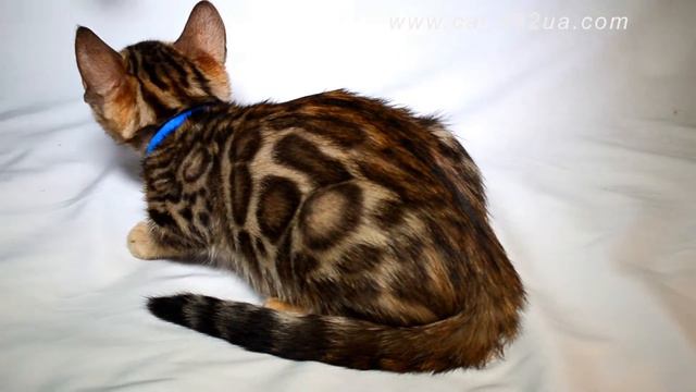 съемка 08102017, boyl Blue, д р 26072017 Будни питомника, бенгальской коки, Dakota Gold смотреть онлайн