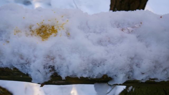 WINTER BUSHCRAFT CAMP in the forest | PORK RIBS ON THE FIRE | wooden staircase | BIRD FEEDERS | ASM смотреть онлайн