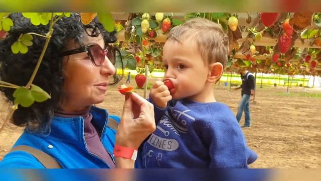 Сбор клубники 2021 смотреть онлайн