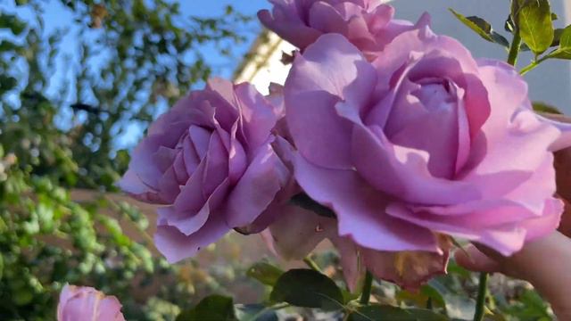 Beautiful Love Song Rose gives purple blooms #weeksroses #rose #purpleroses смотреть онлайн