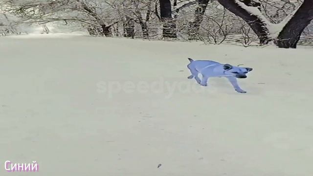 Зелёная собака, но она стала РАЗНЫХ ЦВЕТОВ