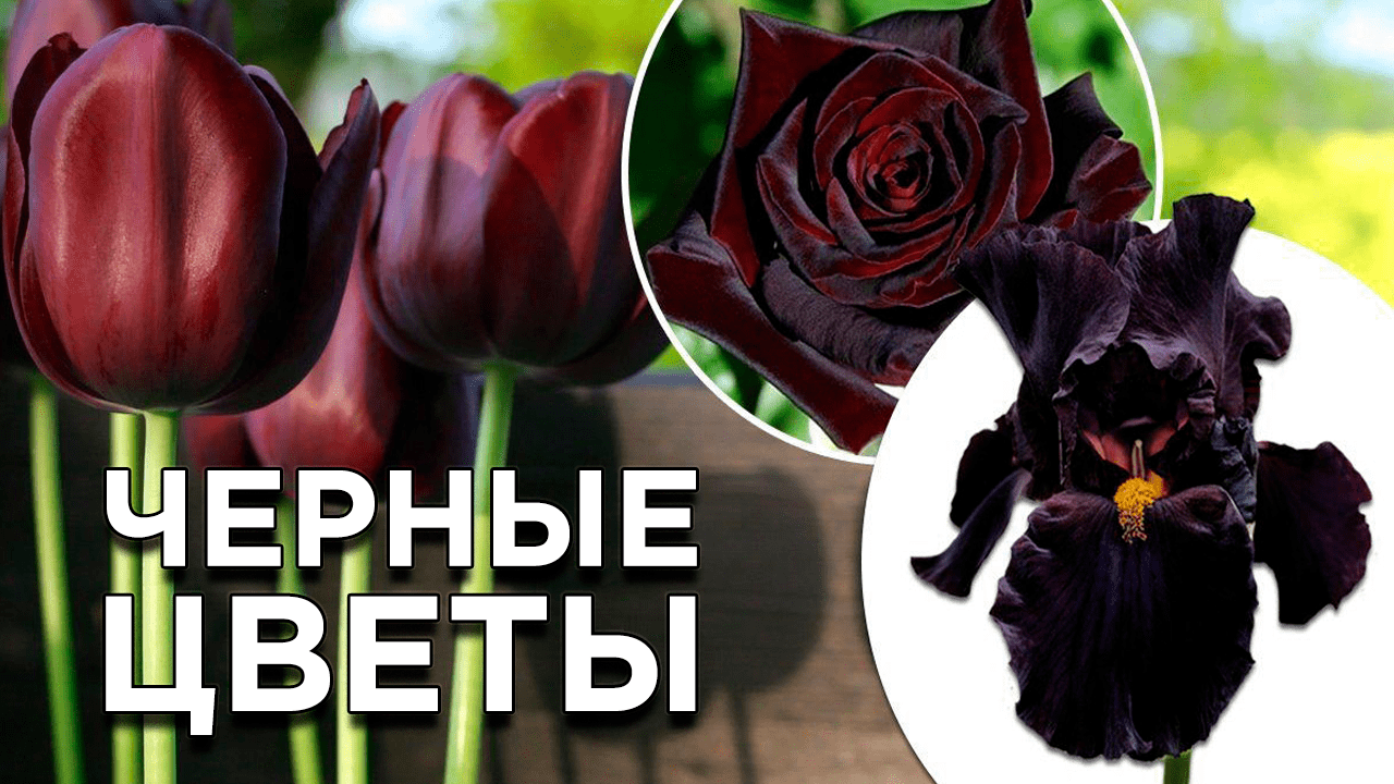 15 видов растений с темными бутонами и листьями