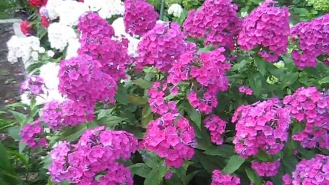Very bright flowers! смотреть онлайн