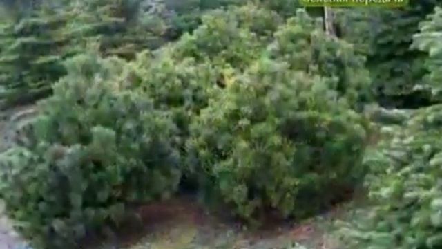Какие хвойные растения выбрать для садового участка? смотреть онлайн