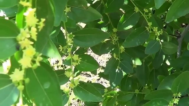 Унаби. Что это такое? Смотрите!