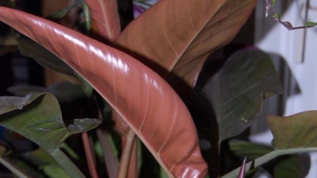 IMPERIAL RED GULINI TO'G'RI PARVARISHLASH SIRLARI смотреть онлайн