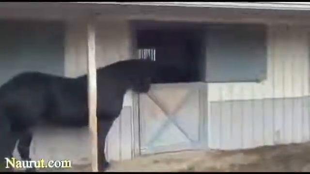 Лошадка - проказница смотреть онлайн