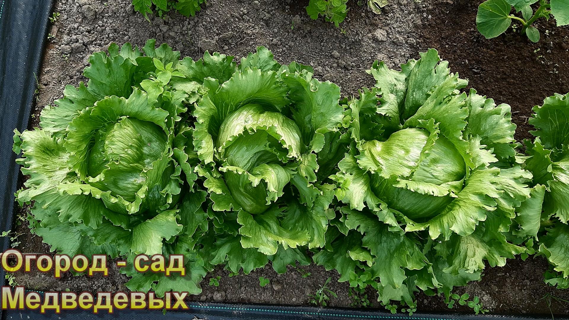 Посадка салатов и капусты на рассаду смотреть онлайн