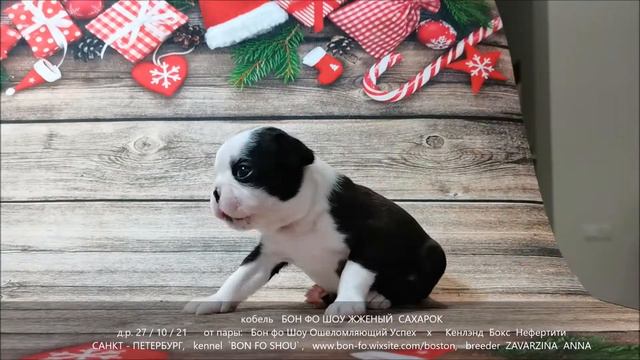 Бон фо Шоу Жженый Сахарок