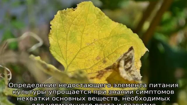 Что не хватает огурцам смотреть онлайн