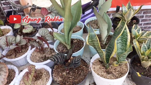 Stock tanaman hias, bunga hias ninaqu florist смотреть онлайн