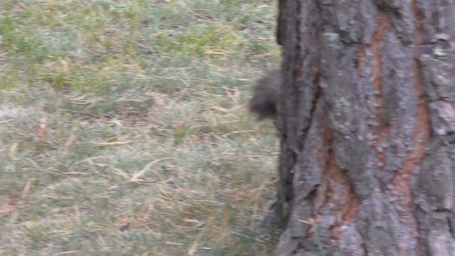 На хозяйку надейся, а сам не плошай. Белки начали делать заготовки на зиму. #белка смотреть онлайн