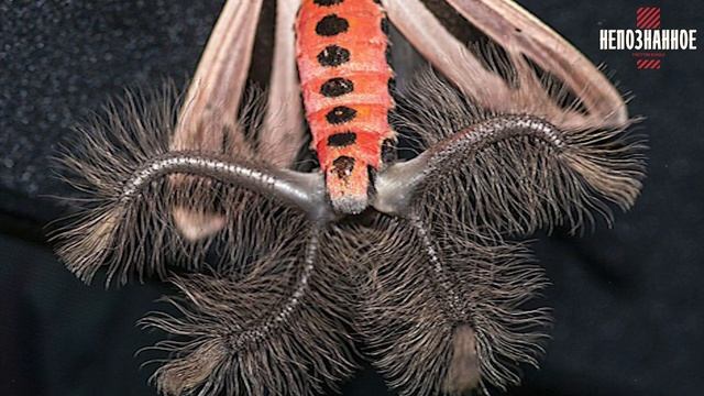 Монстр с щупальцами — самая страшная бабочка на планете!