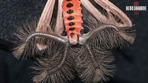 Монстр с щупальцами — самая страшная бабочка на планете!