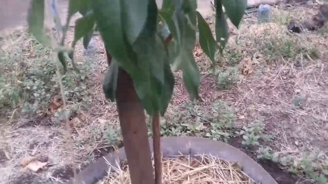 Сад. Формировка персиков и абрикос. смотреть онлайн