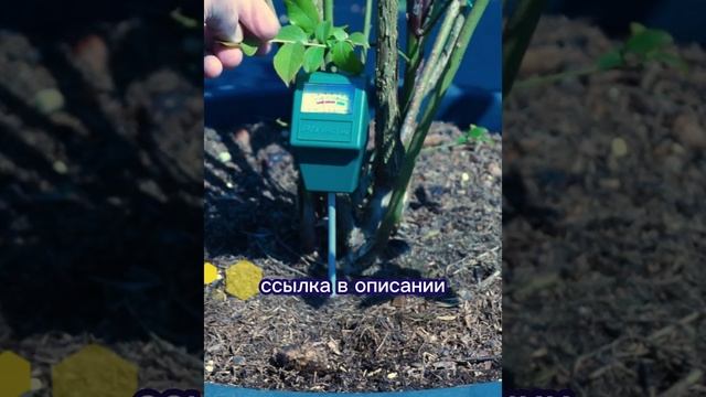 Проверяем кислотность почвы голубики в ёмкости #Shorts смотреть онлайн