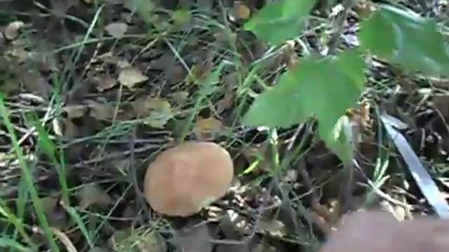 Учебник по Таланту и Творчеству