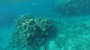 Red sea. Рыбы Красного моря. Зебросомы