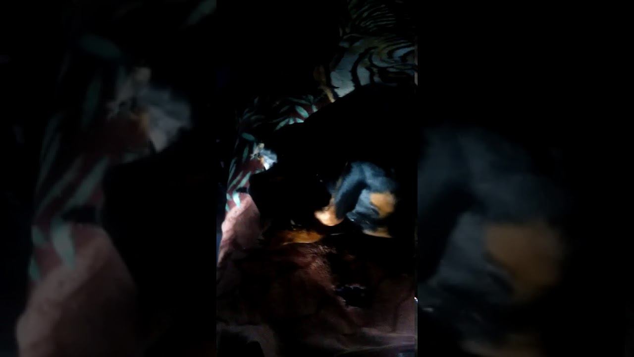 Охотничья собака смотреть онлайн