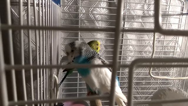 Попугай разговаривает. Учим фразу "ДАВАЙ ПОГОВОРИМ" ?? смотреть онлайн