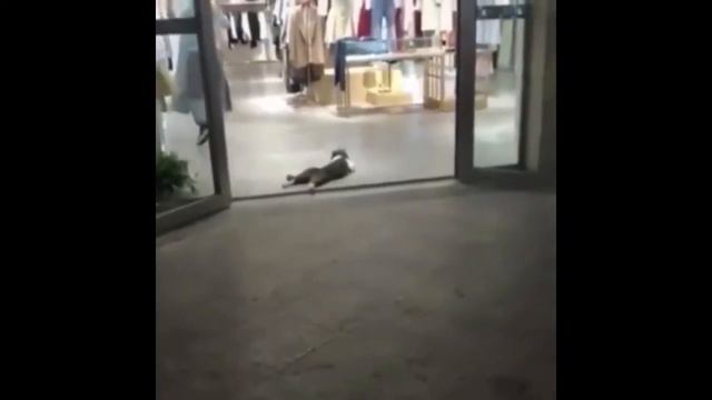 В большой семье не щелкают | Подборка Видео| Топ Прикол| Приколы с животными| Приколы с Animal funn смотреть онлайн