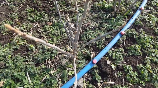 черная смородина титания пересадка смотреть онлайн