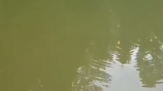 ZIG ZAG ELECTRONIC BAITS смотреть онлайн