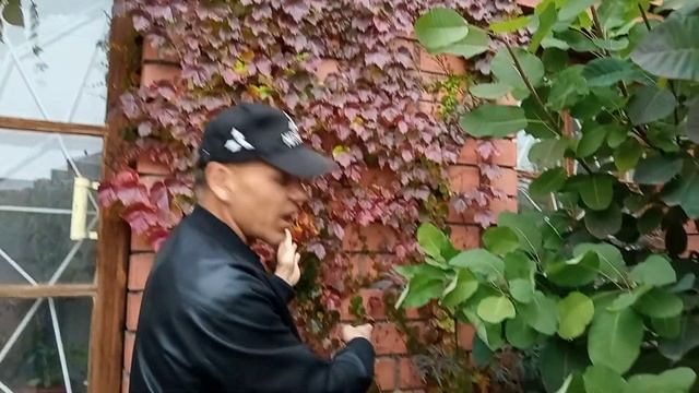 Виноград  Вича Parthenocíssus Tricuspidáta на Южном Урале