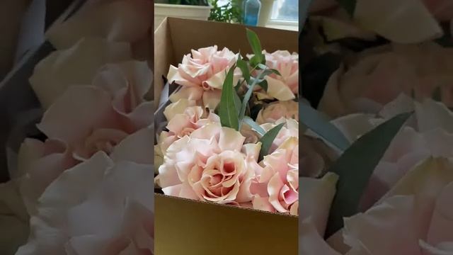 ОГРОМНЫЕ БУКЕТЫ. То ли роза то ли что? смотреть онлайн