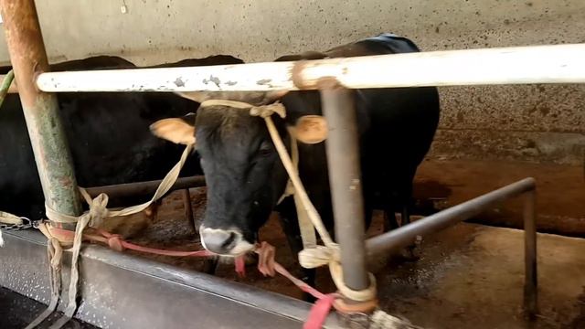 UY SHAROITIDA  NOVVOS BOQISH BIZNESI YANGICHA USULLARI